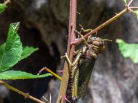 Südamerikanische Riesenheuschrecke im Terrarium